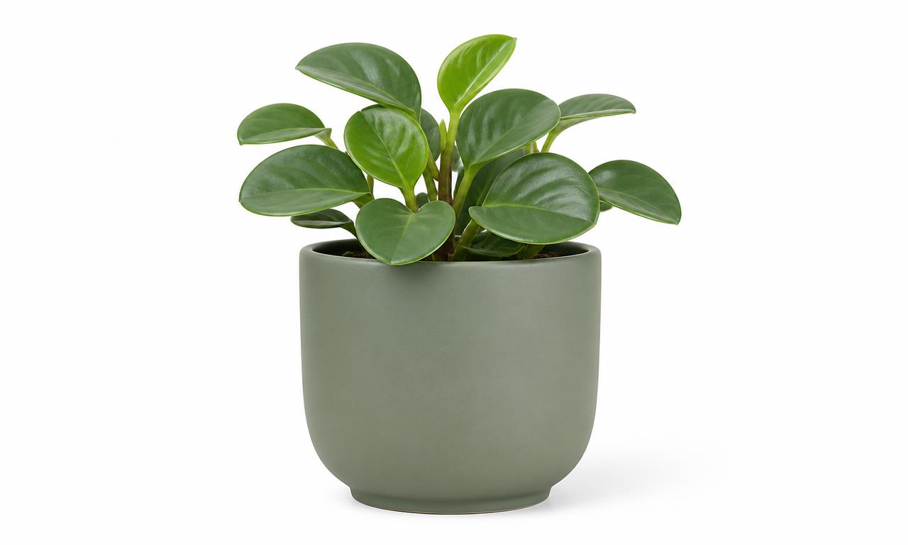 Green ceramic planter photographed on a plain white background for a Shopify product page